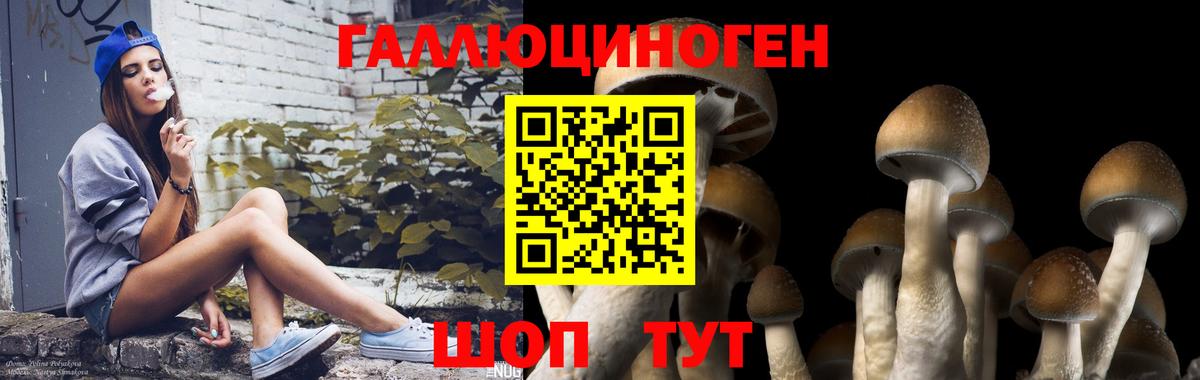 Карпинск  цены   Вход с VPN  Псилоцибиновые грибы GOLDEN TEACHER 
